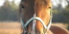 :iconponybox-art-group: