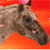 :iconponyboxplayer: