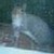 :iconponycowsquirrel: