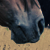 :iconponygal2006: