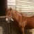 :iconponyluverkim: