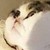:iconponyoko: