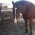 :iconponyperson1: