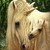 :iconponysandunicorns: