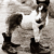 :iconponytastic: