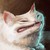 :iconpoochy2479: