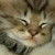 :iconpoodlesheltie: