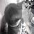 :iconpoojoo: