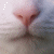 :iconpookakife: