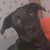 :iconpookiebrie: