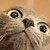 :iconpooktoque: