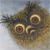 :iconPoopgoblyn: