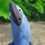 :iconpootis97: