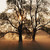 :iconpopplertree: