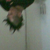 :iconpopuye: