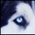 :iconporywista: