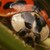 :iconpouet123:
