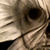 :iconpowcow: