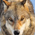 :iconpowerstone001: