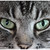 :iconpp1502: