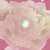 :iconpph-rs: