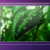:iconpradeep26:
