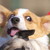 :iconpraebeo: