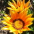 pramash :iconpramash: