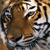 :iconprancingtiger86: