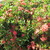 :iconpratikshya: