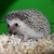 :iconpread: