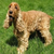 :iconprecious-pup: