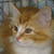 :iconpreshousyinyang:
