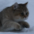:iconpretendtobehuman: