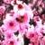 :iconpretty-little-things: