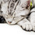 :iconprettygirl1234512: