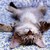 :iconprettykitty473:
