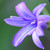 :iconprettypurpleprincess: