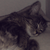 :iconpriincep: