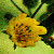 :iconPrillicy: