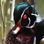 :iconprimativeshark: