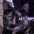 :iconprimthekitty: