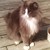 :iconprince-the-cat:
