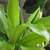 :iconprince1142003: