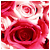 :iconPrinceNyanko: