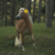 :iconprincess-dressage: