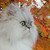 :iconprincessbjuti: