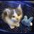 :iconprincessjynx01: