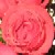 :iconprincessrosella: