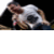 :iconprinnywarrior: